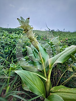 Hitchenia caulina, Chavar plant.