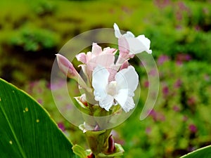 Hitchenia Caulina, a species of flower found in Kaas Plateau