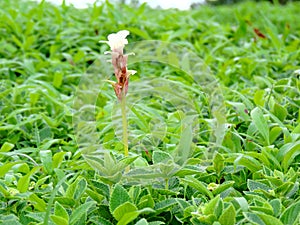 Hitchenia Caulina, a species of flower found in Kaas Plateau