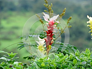 Hitchenia Caulina, a species of flower found in Kaas Plateau