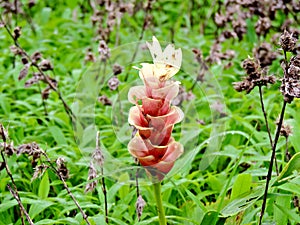 Hitchenia Caulina, a species of flower found in Kaas Plateau