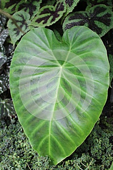 Hitchhiker Elephant Ear plant - Remusatia Vivipara