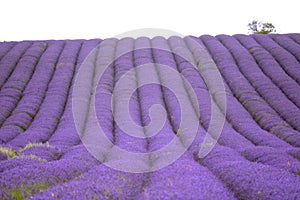 Hitchin lavender field, England photo