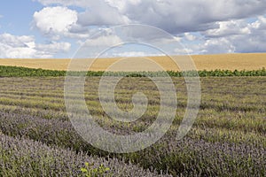 Hitchin Lavender Fields