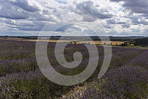 Hitchin Lavender Fields