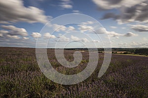 Hitchin Lavender Fields