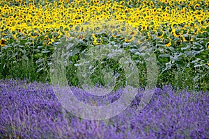 Hitchin lavender and sunflower field, England