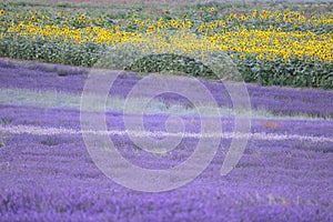 Hitchin lavender and sunflower field, England photo