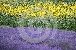 Hitchin lavender and sunflower field, England photo