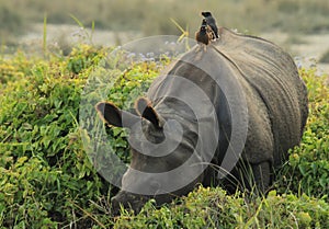 Hitching a Rhino Ride