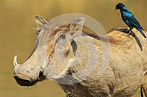 Hitching a ride - Warthog and Black-eared Starling