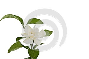Hite common gardenia orcape jasmine flower
