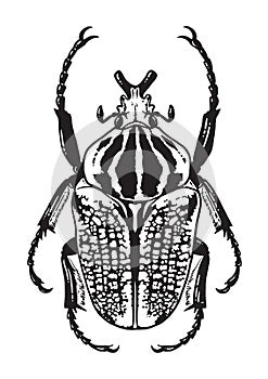 Hite illustration of a Goliath Beetle.