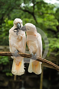 Hite Pair lovebirds