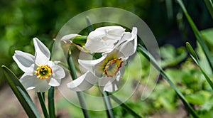 Hite Poets Narcissus flower Narcissus poeticus, daffodil, pheasant`s eye against green bokeh background