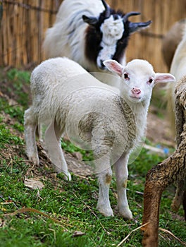 Hite suffolk lamb, a few days old, standing on the grass in summer