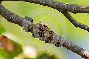 Hitler Bug or Hitler Beetle Nymphs on the branch of Tree