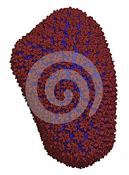 HIV-1 virus capsid. Retrovirus, causative agent of AIDS. Atomic-level structure.