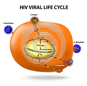 HIV replication cycle