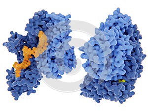 HIV-1 reverse transcriptase photo