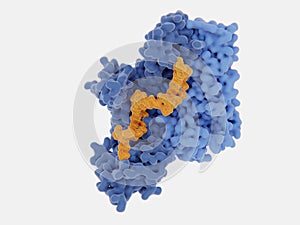 HIV-1 reverse transcriptase RT complexed with a 30 nucleoside inhibitor orange photo
