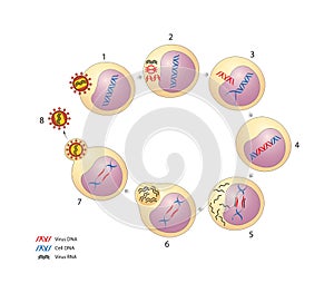 HIV viral life cycle