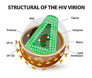 HIV Virion