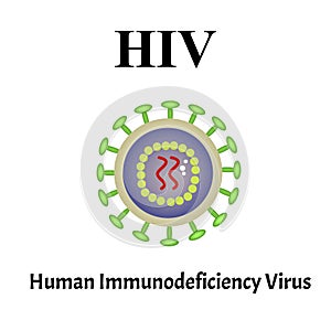 HIV virus structure. Viral infection HIV, AIDS. Sexually transmitted diseases. Infographics. Vector illustration on