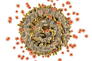 HIV viruses infecting T-lymphocyte