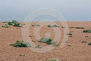 Hive beach, Bridport, Dorset, the view of the cliffs