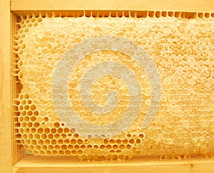 Hive. Beekeeping concept. Background texture of a section of wax honeycomb from a bee hive filled with golden honey