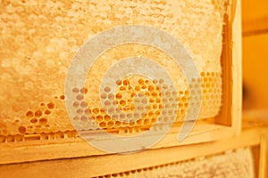 Hive. Beekeeping concept. Background texture of a section of wax honeycomb from a bee hive filled with golden honey