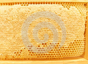 Hive. Beekeeping concept. Background texture of a section of wax honeycomb from a bee hive filled with golden honey