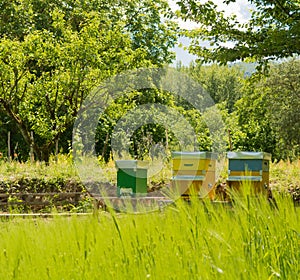 The hive of bees in the green Casentino in Tuscany