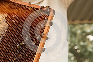 Hive frame with honey bees outdoors, space for text