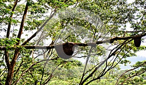 Hive made of bees on trees in Badulla,Srilanka