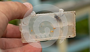 A hive with a queen bee ready to populate the hive.