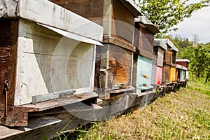 Hives in the apiary