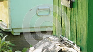 Hives in an apiary with bees flying to the landing boards in a green garden