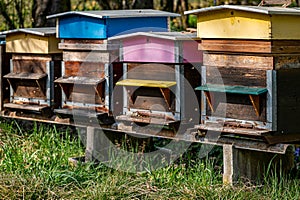 Hives of bees in the apiary. Painted wooden beehives with active honey bees. Bee yard in Switzeland