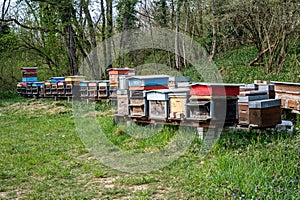 Hives of bees in the apiary. Painted wooden beehives with active honey bees. Bee yard in Switzeland