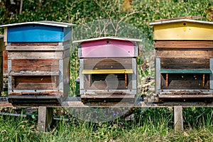 Hives of bees in the apiary. Painted wooden beehives with active honey bees. Bee yard in Switzeland