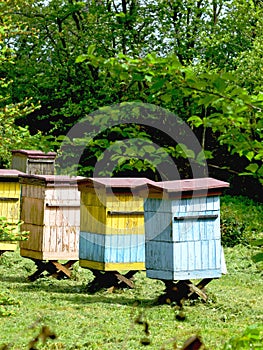 Hives for bees in the spring sun