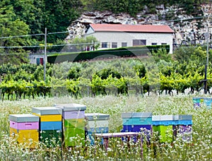 Hives on a field of white flowers near the villa under the hill with rock and forest