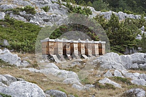 Hives in the mountains, mountain of Biokovo park, Croatia, Europe photo