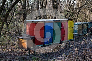 Hives in the spring forest, Slovakia