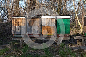 Hives in the spring forest, Slovakia