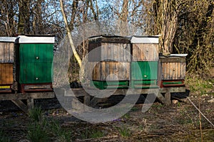 Hives in the spring forest, Slovakia