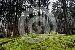 Hiyo Moss Garden, Komatsu, Ishikawa, Japan