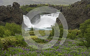 Hjalparfoss doubled waterfall in south Iceland, with volcanic rocks, moss and green meadow with purple lupine flowers,